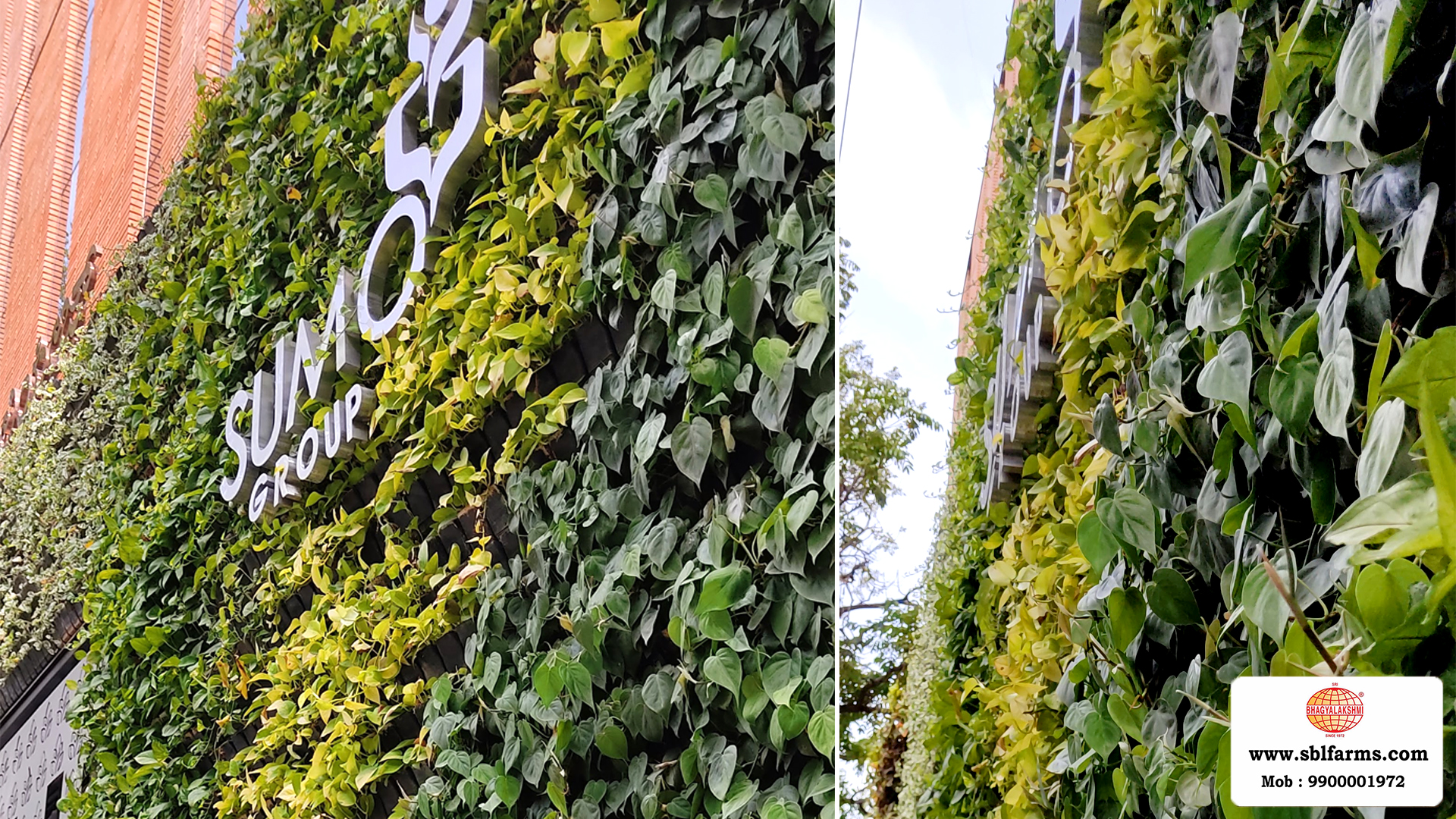 Sbl Farms Green walls and Living walls, Vertical Garden, Bio Curtains,Green wall or vertical garden installed  for Le Foliage hotel  in JP Nagar Bangalore from Sri bhagyalakshmi Farms